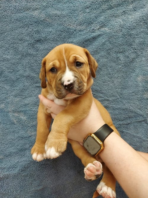 Photo of Kai, adoptable Labrador Retriever in Herndon, Virginia