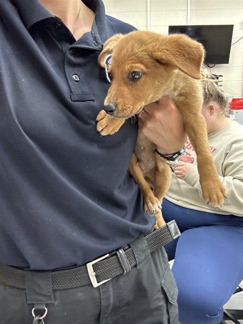 Photo of Floofster, adoptable Golden Retriever in Waco, Texas