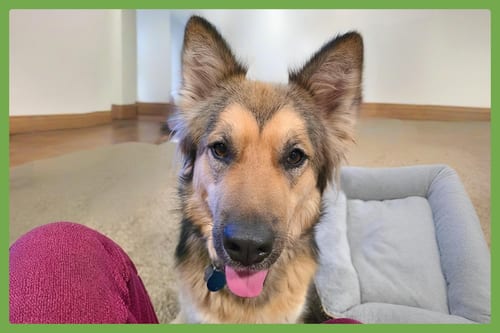 Photo of Luna, adoptable German Shepherd Dog in Amherst, Massachusetts