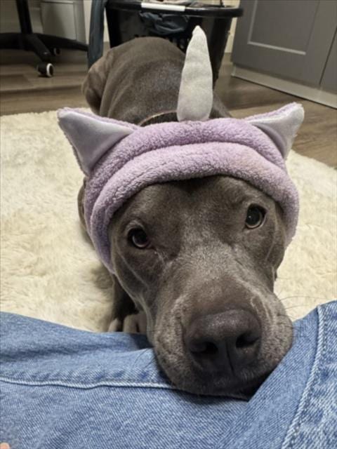 Photo of Valkerie, adoptable Pit Bull Terrier in Las Vegas, Nevada