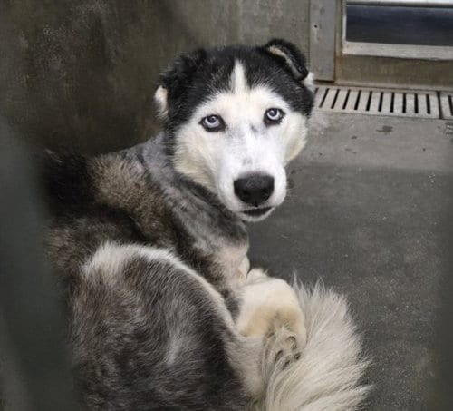 Photo of Natasha, adoptable Husky in Los Angeles, California