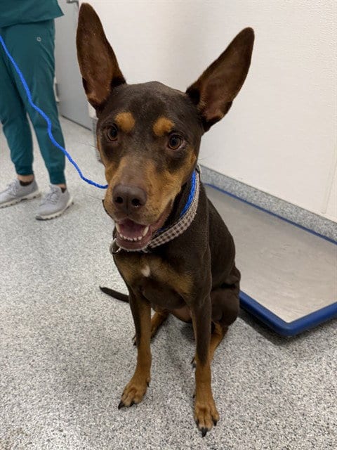 Photo of Queen B, adoptable Doberman Pinscher in Houston, Texas