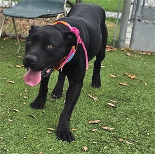 Photo of Grace, adoptable Pit Bull Terrier in Gardena, California