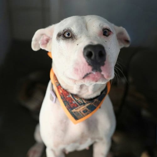 Photo of Glenda, adoptable American Staffordshire Terrier in San Antonio, Texas