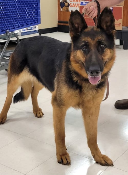 Photo of Reo Speedwagon 7581, adoptable German Shepherd Dog in Centreville, Virginia