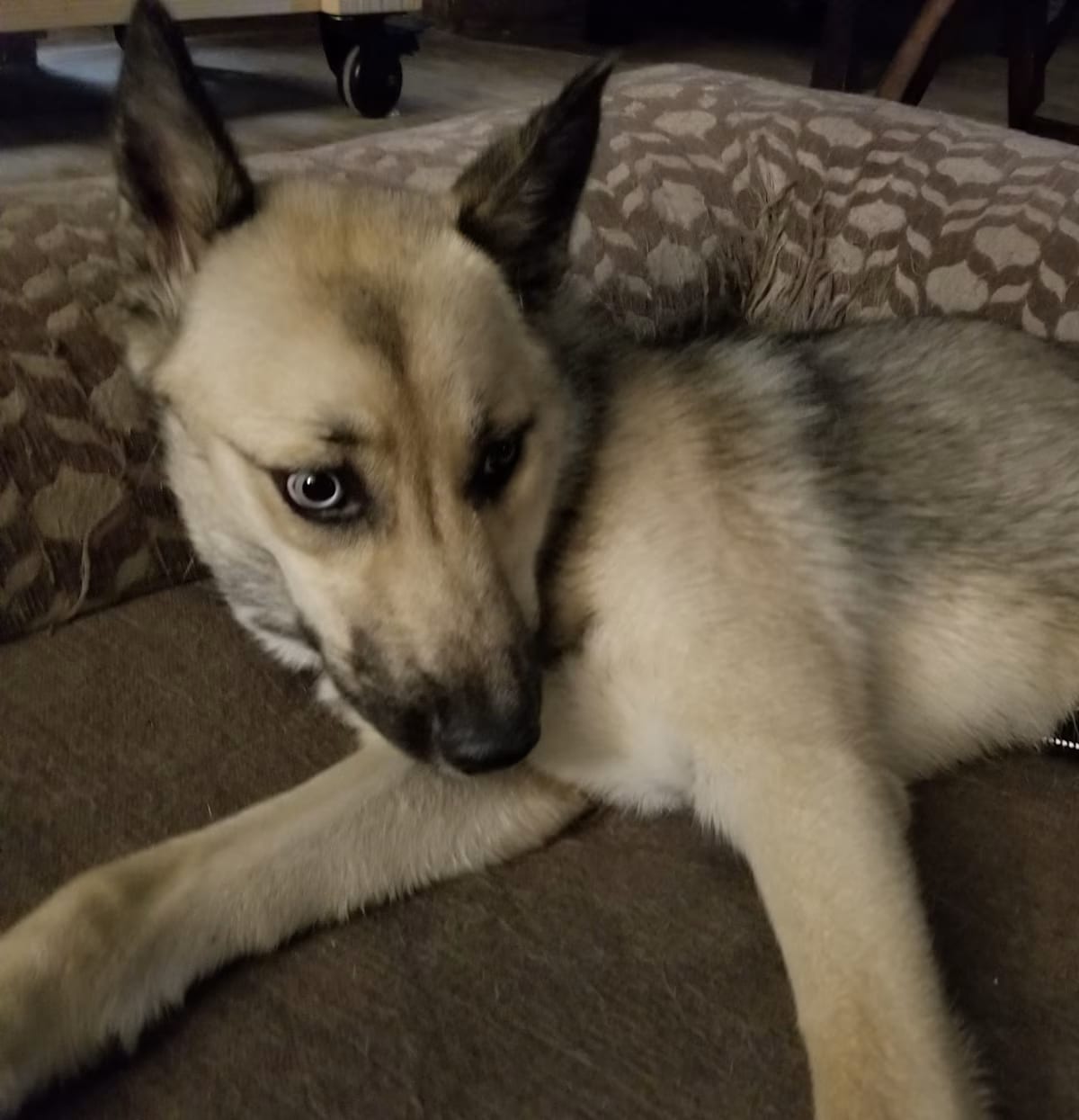 Photo of Eleanor, adoptable German Shepherd Dog Husky in Bolivia, North Carolina