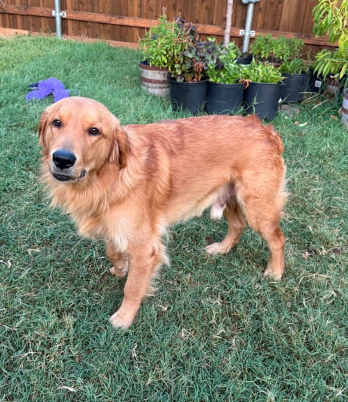 Photo of Charlie, adoptable Golden Retriever in McKinney, Texas