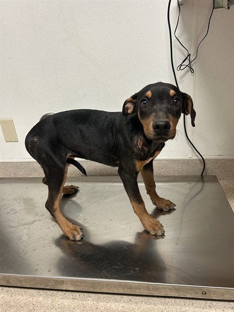 Photo of Mamia, adoptable Doberman Pinscher in Bakersfield, California