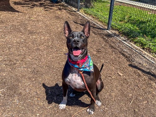 Photo of Louie, adoptable Pit Bull Terrier in Orange, California