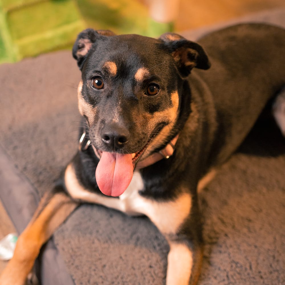 Photo of Wendy, adoptable Labrador Retriever in Dana Point, California