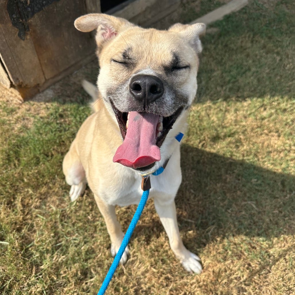 Photo of Odin, adoptable Mixed Breed (Large) in Chattanooga, Tennessee