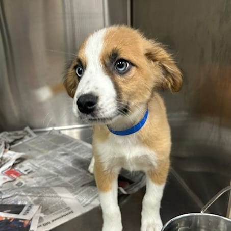 Photo of Doc, adoptable Mixed Breed (Medium)