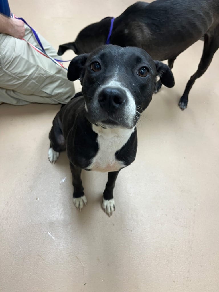 Photo of Keke, adoptable Labrador Retriever in Nacogdoches, Texas