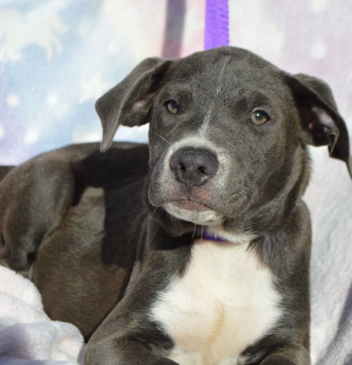 Photo of Cane, adoptable Labrador Retriever/Mixed Breed (Medium) in CRANSTON, Rhode Island