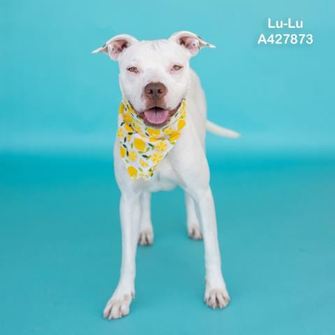 Photo of Lu-Lu, adoptable Pit Bull Terrier in Conroe, Texas