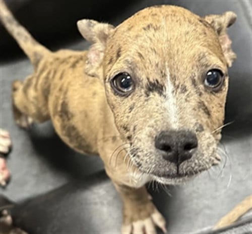 Photo of Lips, adoptable American Pit Bull Terrier in Phoenix, Arizona