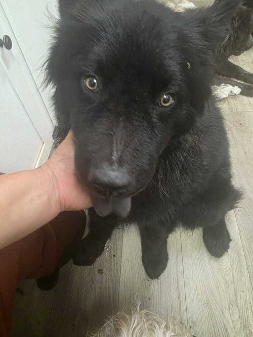 Photo of Bear, adoptable Chow Chow in Dana Point, California