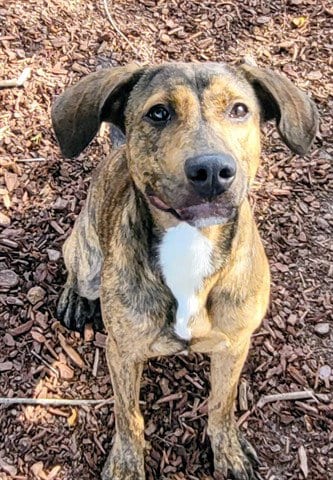Photo of Autumn, adoptable Hound in Panama City, Florida