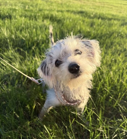 Photo of Alfie, adoptable Maltese in Wheaton, Illinois