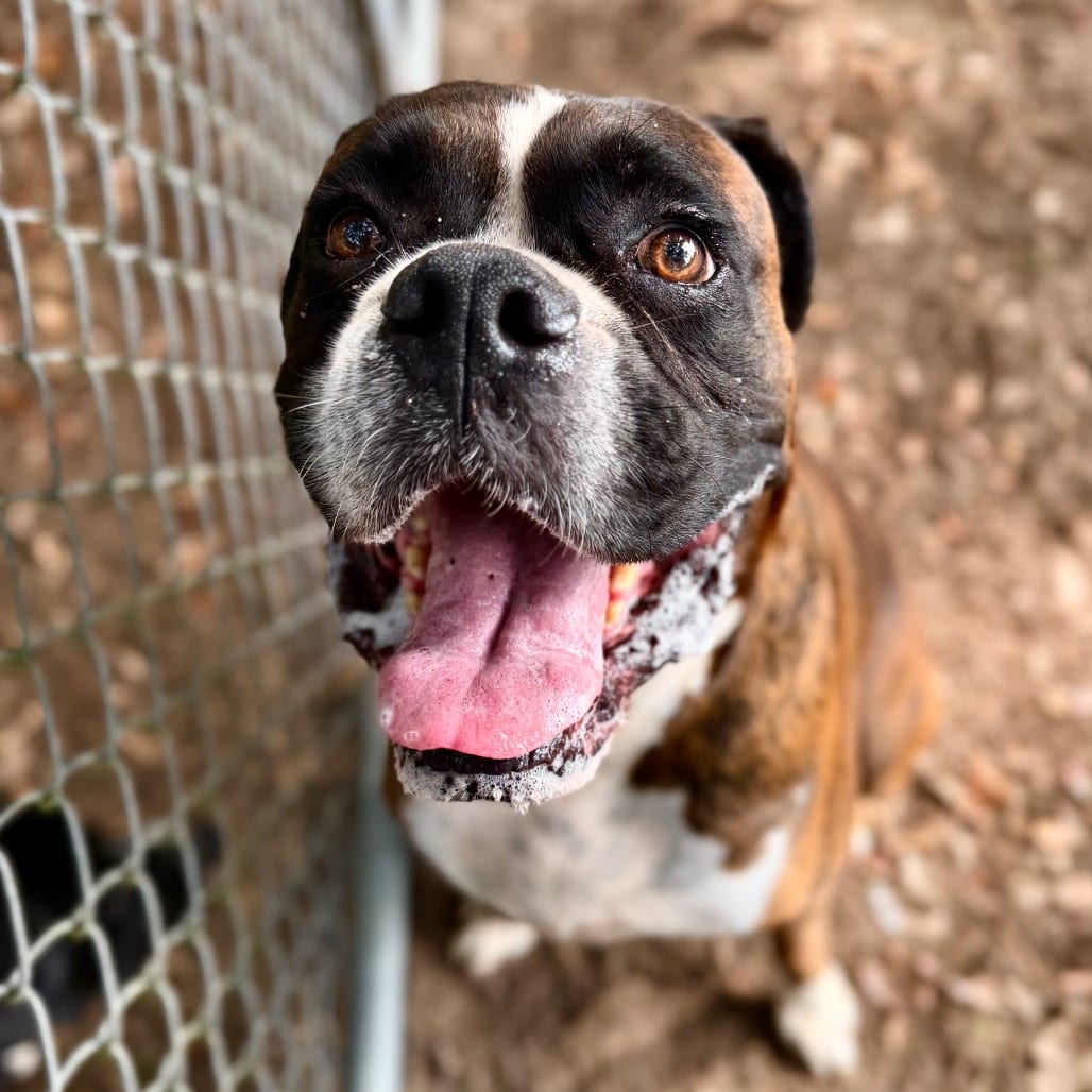 Photo of Columbus 🐾, adoptable Boxer in Milton, Florida