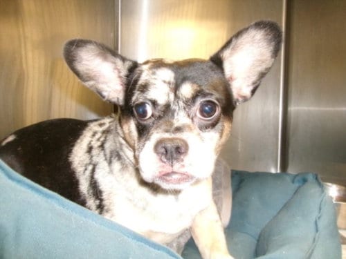 Photo of Ted, adoptable French Bulldog in Van Nuys, California