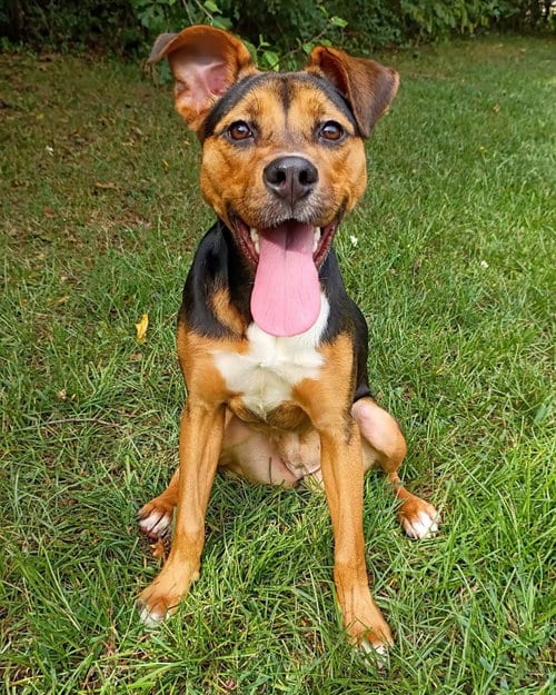 Photo of Subaru, adoptable German Shepherd Dog in Alexander, Arkansas