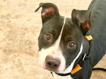 Photo of Pogo, adoptable dog in Georgetown, Texas