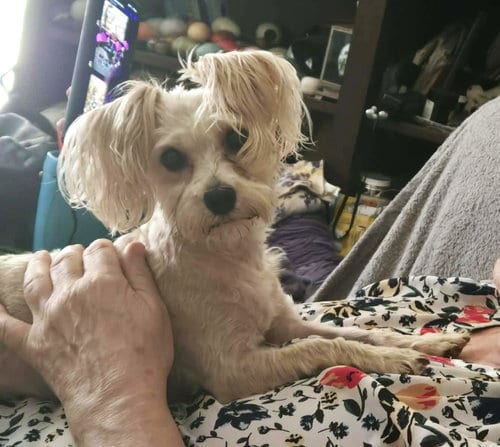 Photo of Teddy, adoptable Maltese in Westmont, Illinois
