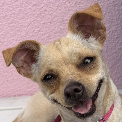Photo of Dolly, adoptable Unknown breed (short coat) in Pleasanton, California