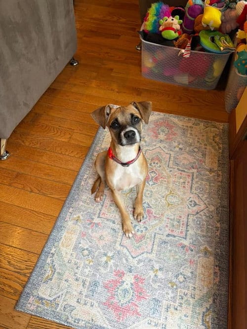 Photo of Marvin, adoptable Terrier in Berlin, New Jersey