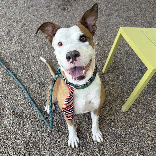 Photo of Taco, adoptable American Pit Bull Terrier in Mesa, Arizona