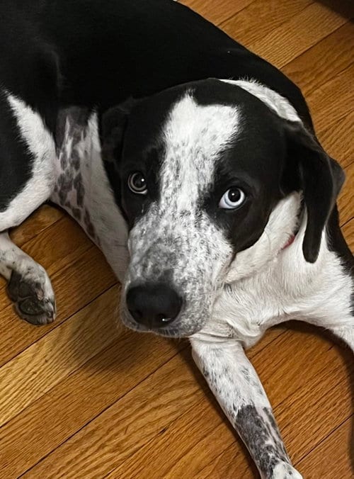 Photo of Dewey, adoptable Labrador Retriever in Wakefield, Rhode Island