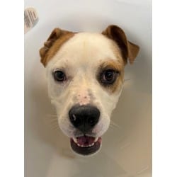 Photo of Collyns, adoptable Labrador Retriever Terrier (Unknown Type, Medium) in San Antonio, Texas
