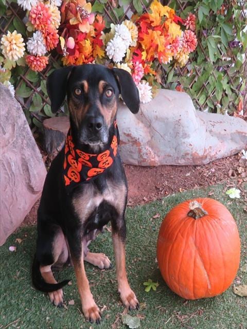 Photo of Clover, adoptable Hound in Oklahoma City, Oklahoma