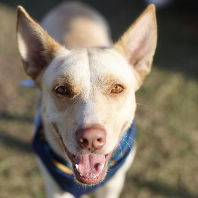 Photo of Skye, adoptable dog in San Antonio, Texas