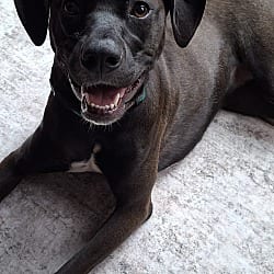 Photo of Emerald, adoptable Labrador Retriever Beagle in Lansdale, Pennsylvania