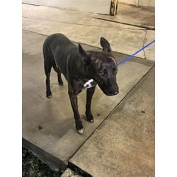 Photo of Rosa, adoptable Belgian Malinois in Doral, Florida