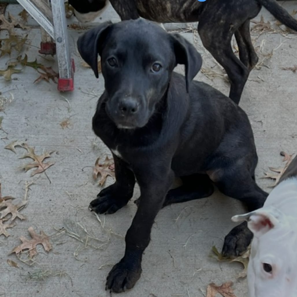 Photo of Wednesday, adoptable Mixed Breed (Small) in St. Louis, Missouri