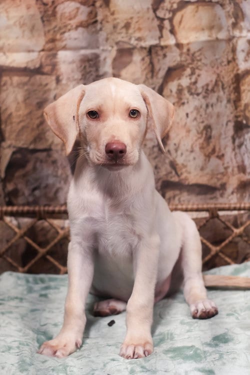 Photo of Nelson, adoptable Terrier in Dorr, Michigan