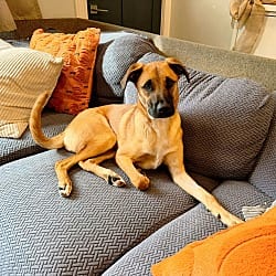 Photo of Charlie, adoptable Rhodesian Ridgeback in Norfolk, Massachusetts