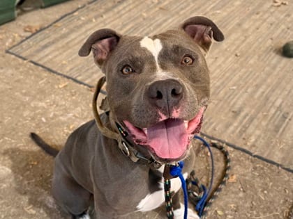 Photo of Boromir, adoptable dog in Georgetown, Texas