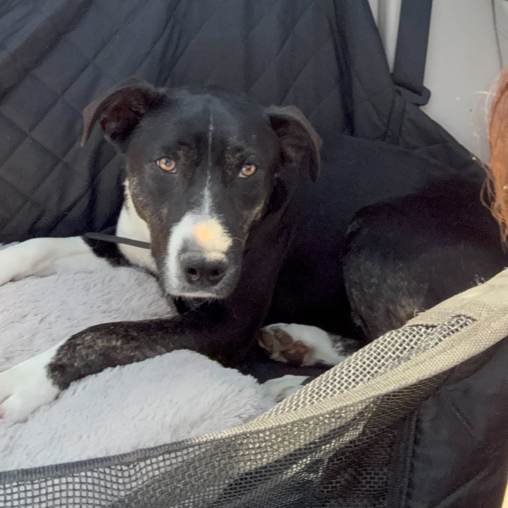 Photo of Aster, adoptable Terrier, Pit Bull / Cattle Dog in California, California