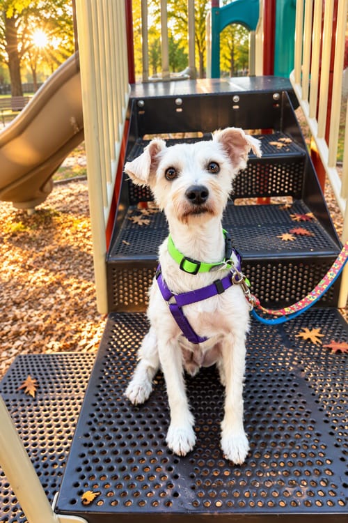 Photo of Reba, adoptable Havanese in Menifee, California