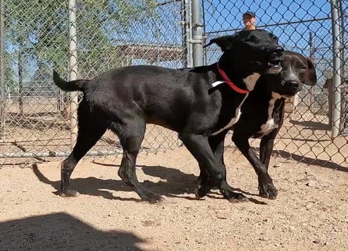 Photo of Feather, adoptable Black Labrador Retriever in San Tan Valley, Arizona