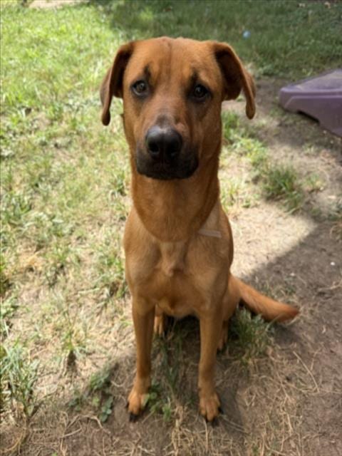 Photo of MJ, adoptable Black Mouth Cur in Houston, Texas