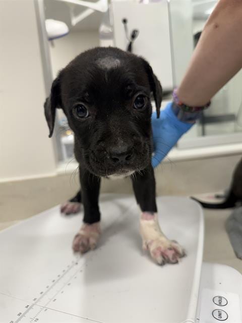Photo of Snail, adoptable Pit Bull Terrier in Baytown, Texas