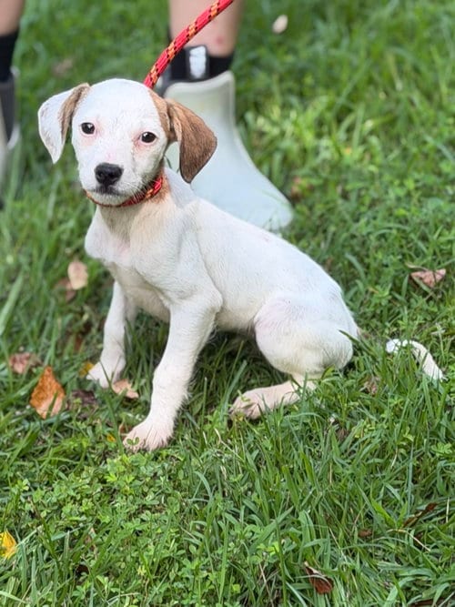 Photo of Ivory, adoptable Wirehaired Fox Terrier in Yardley, Pennsylvania