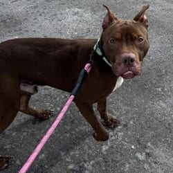 Photo of Ragnar, adoptable Terrier (Unknown Type, Medium) in Syracuse, New York