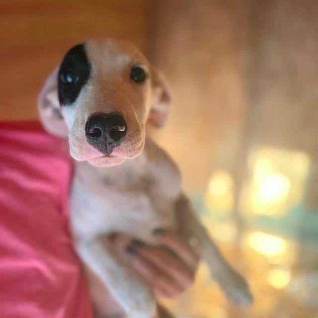Photo of Lacie, adoptable American Foxhound in Salem, Massachusetts