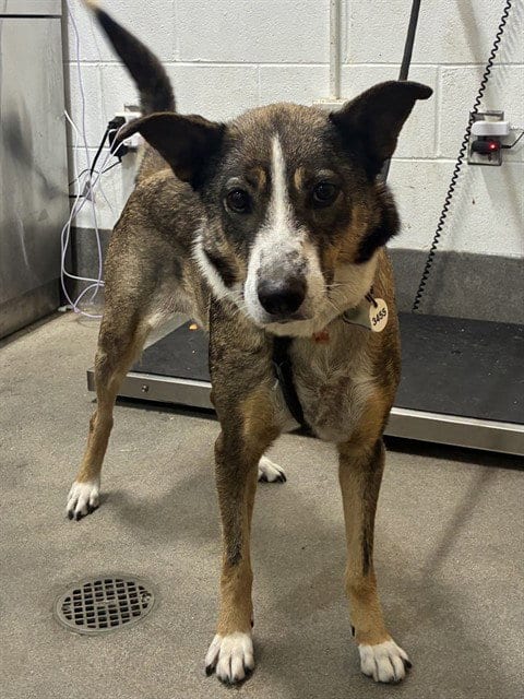 Photo of Sophie, adoptable German Shepherd Dog in Forestville, Maryland